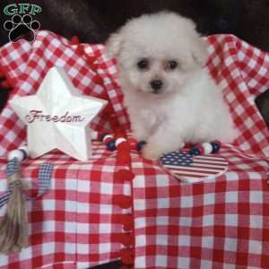 Callie, Bichon Frise Puppy